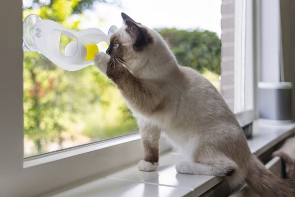 Beeztees Yavru Kedi Oyuncağı, Cama Tutturulabilir, 52x4x9cm - Resim 4