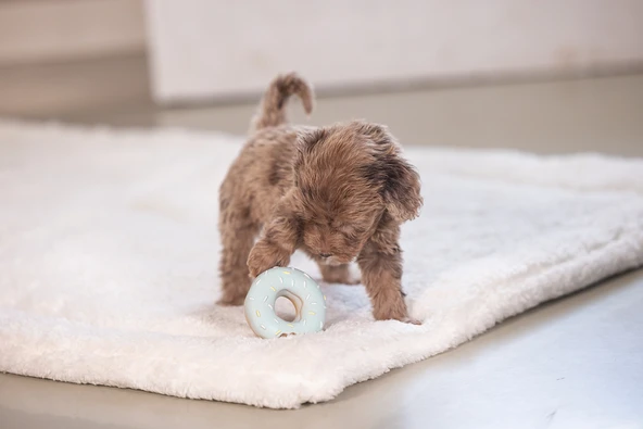 Beeztees Köpek Oyuncağı, Sesli, Donut, Lateks, Çeşitli Renklerde, 7x7x3cm - Resim 9