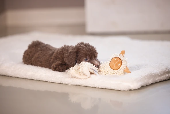 Beeztees Yavru Köpek Oyuncağı, Peluş, Beyaz, 37x28x4cm - Resim 6