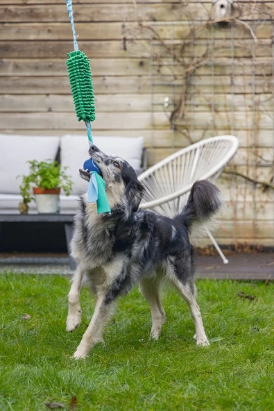 Beeztees Köpek Oyuncağı, Tut Getir Tenis Toplu, Peluş, Mavi-Yeşil, 90x10x6cm - Resim 4