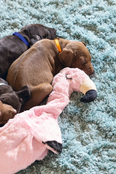 Beeztees Yavru Köpek Oyuncağı, Flamingo, Peluş, Pembe, 43x24x4cm - Resim 5