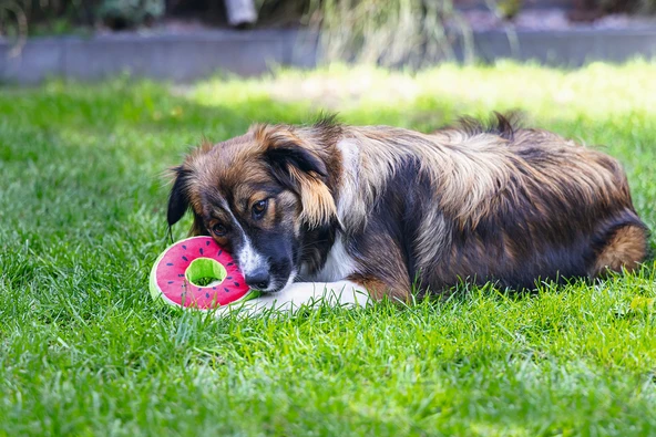 Beeztees Köpek Oyuncağı, Donut, Peluş, Çeşitli Renklerde, 12x12x5cm - Resim 5