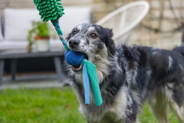 Beeztees Köpek Oyuncağı, Tut Getir Tenis Toplu, Peluş, Mavi-Yeşil, 90x10x6cm - Resim 3
