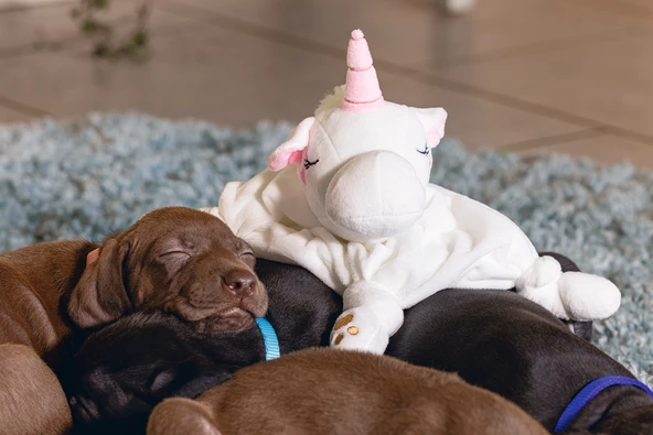 Beeztees Yavru Köpek Oyuncağı, Unicorn, Peluş, Beyaz, 33x25x14cm - Resim 7