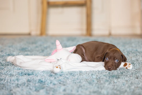 Beeztees Yavru Köpek Oyuncağı, Unicorn, Peluş, Beyaz, 33x25x14cm - Resim 4