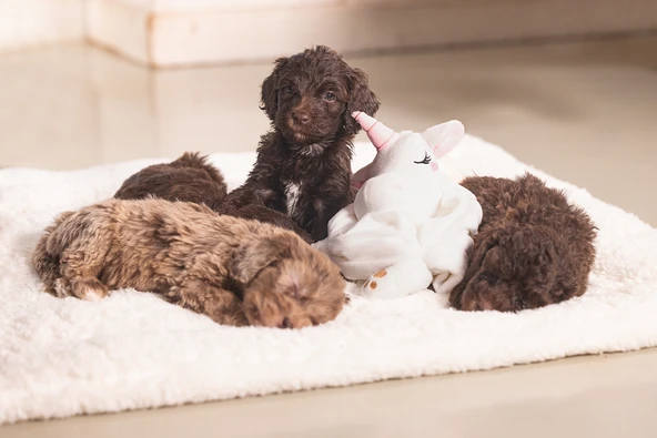 Beeztees Yavru Köpek Oyuncağı, Unicorn, Peluş, Beyaz, 33x25x14cm - Resim 9