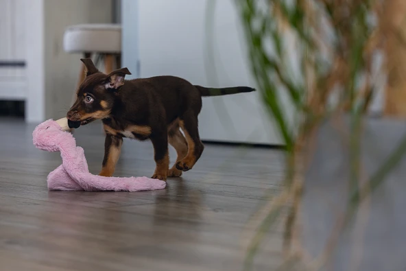 Beeztees Yavru Köpek Oyuncağı, Flamingo, Peluş, Pembe, 43x24x4cm - Resim 4