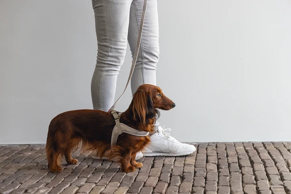 Beeztees DBL Köpek Göğüs Tasması, Velur, Gri, S, 20mm x 52cm - Resim 4