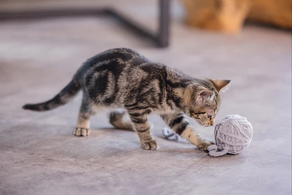 Beeztees Yavru Kedi Oyuncağı, Kuyruklu Yün Top, 6,5cm, 35cm kuyruk - Resim 4