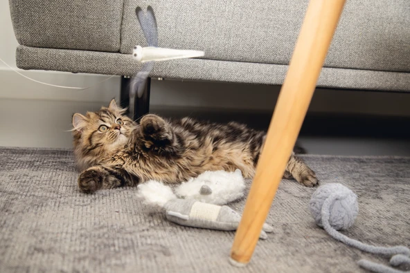 Beeztees Yavru Kedi Oyuncağı, Kuyruklu Yün Top, 6,5cm, 35cm kuyruk - Resim 5