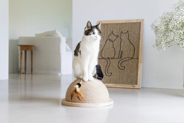 Beeztees DBL Kedi Tırmalama ve Oyuncağı, 34,5x34,5x18cm - Resim 8