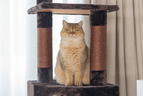 Beeztees Kedi Köşe Tırmalama ve Oyun Evi, Kahverengi, 40x40x135cm - Resim 6