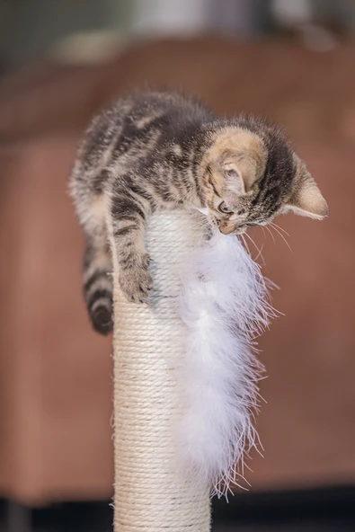 Beeztees Kedi Tırmalama ve Oyuncağı, Gri, 35x35x53cm - Resim 3