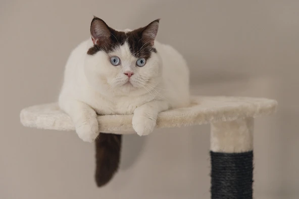 Beeztees Kedi Tırmalama ve Oyun Evi, Krem, 50x50x123cm - Resim 12