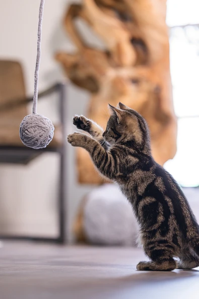 Beeztees Yavru Kedi Oyuncağı, Kuyruklu Yün Top, 6,5cm, 35cm kuyruk - Resim 3