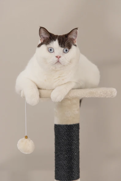 Beeztees Kedi Köşe Tırmalama ve Oyun Evi, Krem, 40x40x135cm - Resim 3