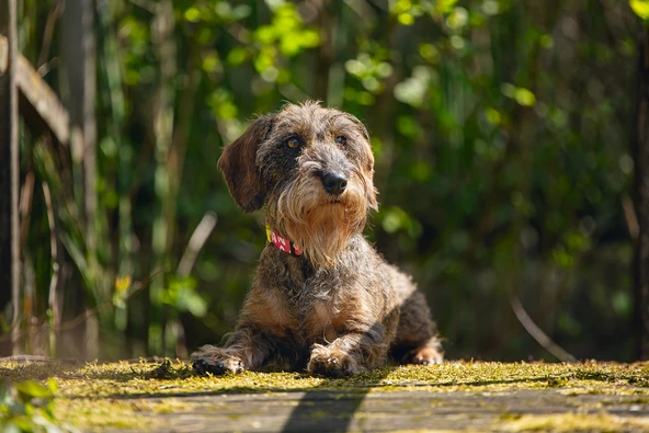 Beeztees Köpek Tasması, Pembe, 20-30cm, 10mm - Resim 2