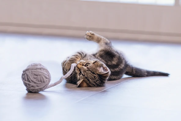 Beeztees Yavru Kedi Oyuncağı, Kuyruklu Yün Top, 6,5cm, 35cm kuyruk - Resim 2