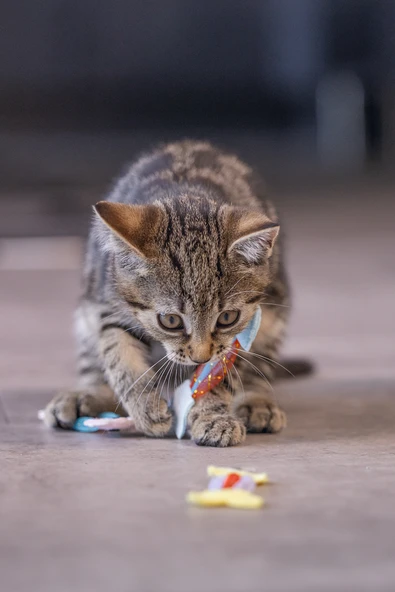 Beeztees Yavru Kedi Oyuncağı, Esnek Balık, 3 Adet, 3,5x8,5cm - Resim 6