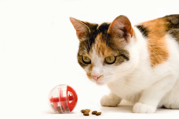 Beeztees Kedi Oyuncağı, Oyun ve Ödül Topu, 5,5cm - Resim 2