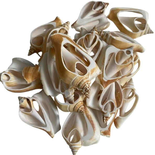 Strombus Canarıum Kesik  Deniz Kiloluk Deniz Kabuğu (1 KG) ürün görseli