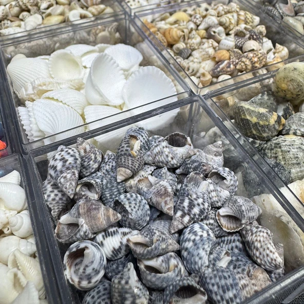 12 Farklı Minik Dekoratif Doğal Deniz Kabuğu Seti - 2