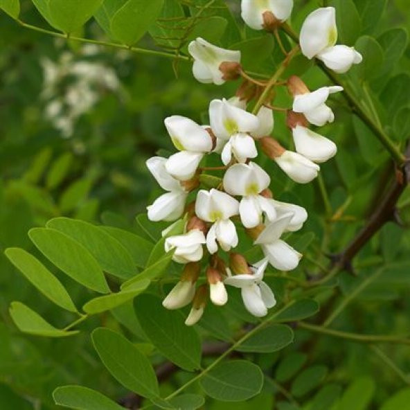 Top Akasya Ağacı 2 metre Robinia Pseudoacacia Umbraculifera - 2