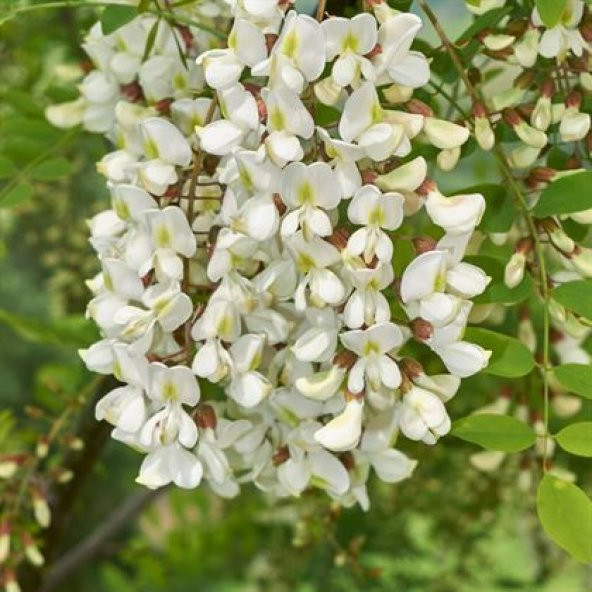 Top Akasya Ağacı 2 metre Robinia Pseudoacacia Umbraculifera - 3