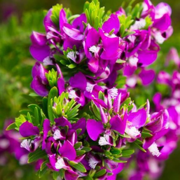 Poligala Çiçeği - Süt Otu 35 cm Polygala Myrtifolia - 1