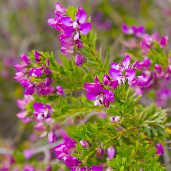 Poligala Çiçeği - Süt Otu 35 cm Polygala Myrtifolia - 3
