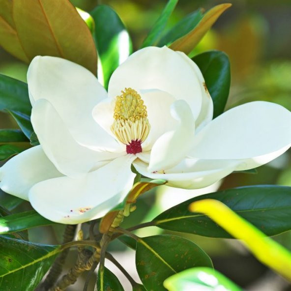 Manolya Ağacı 50 cm Magnolia Grandiflora