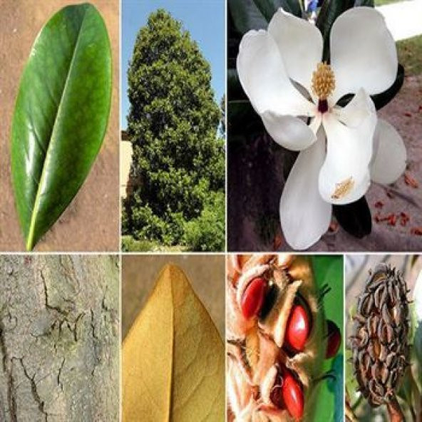 Manolya Ağacı 50 cm Magnolia Grandiflora - 2