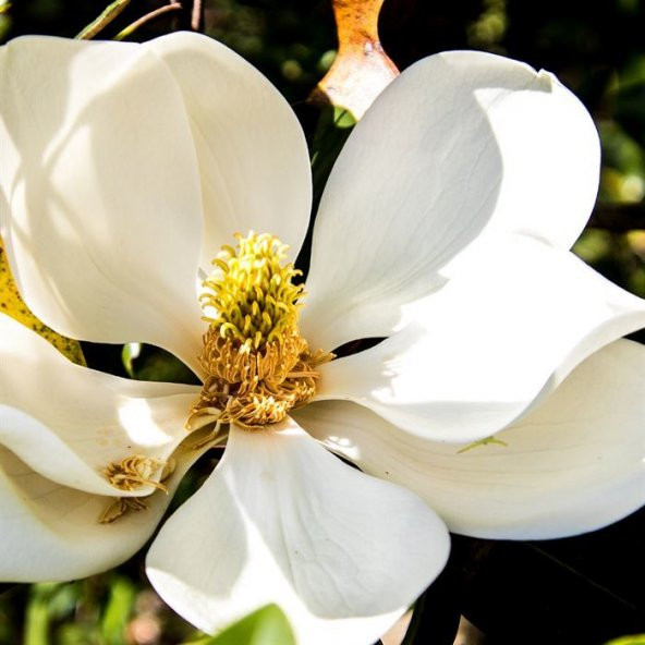 Manolya Ağacı 50 cm Magnolia Grandiflora - 3