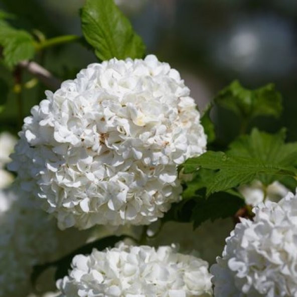 Çınar Kartopu Çiçeği 75 cm Viburnum Opulus