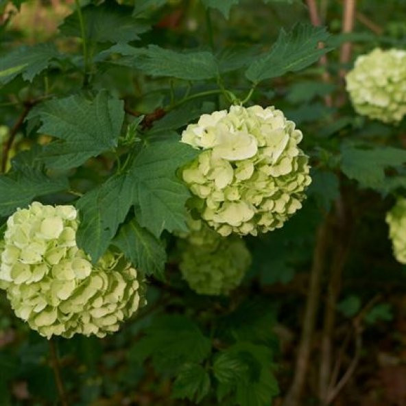 Çınar Kartopu Çiçeği 75 cm Viburnum Opulus - 2