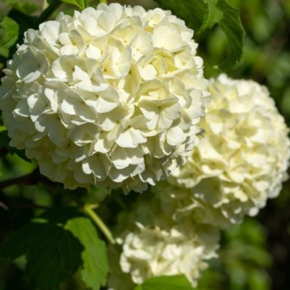 Çınar Kartopu Çiçeği 75 cm Viburnum Opulus - 5