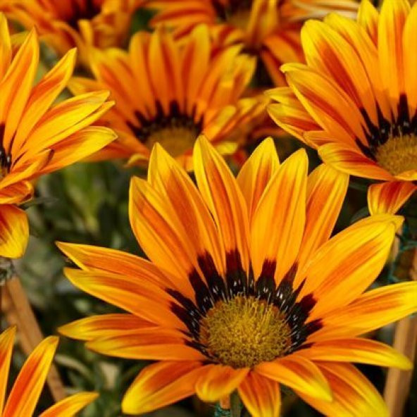 Koyun Gözü - Gazanya  Çiçeği 10 Adet Gazania 15 cm