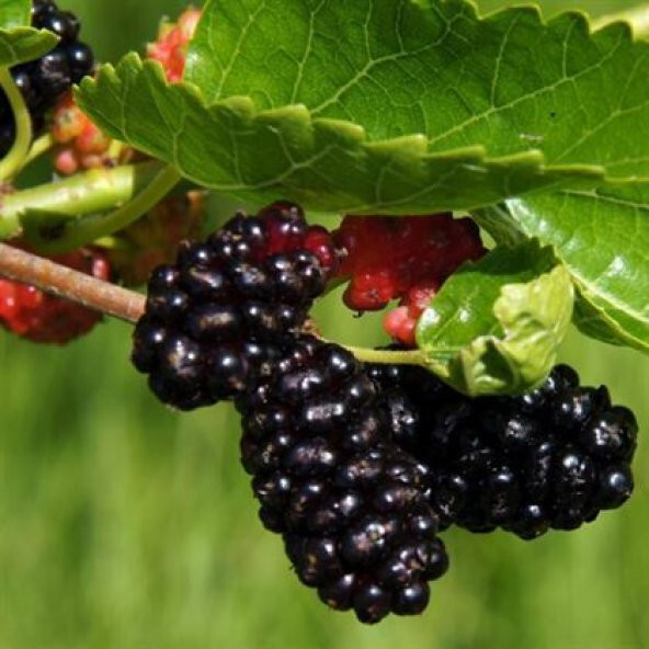 Ekşi Karadut Fidanı Rubus İdaeeus 40 cm - 2