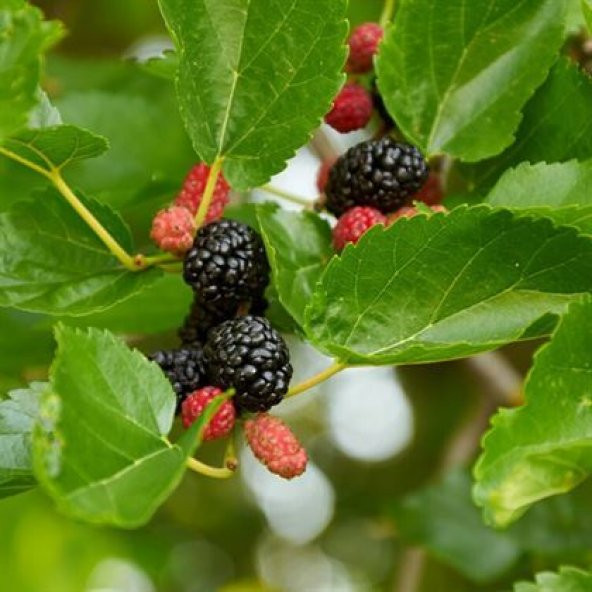Ekşi Karadut Fidanı Rubus İdaeeus 40 cm - 3