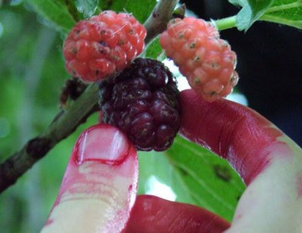 Ekşi Karadut Fidanı Rubus İdaeeus 40 cm - 4