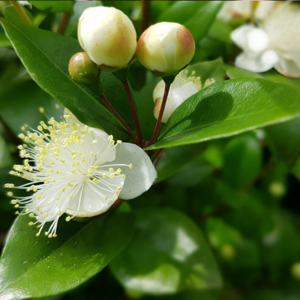 Mersin Fidanı Murt 80 cm Myrtle Myrtus Communis - 1