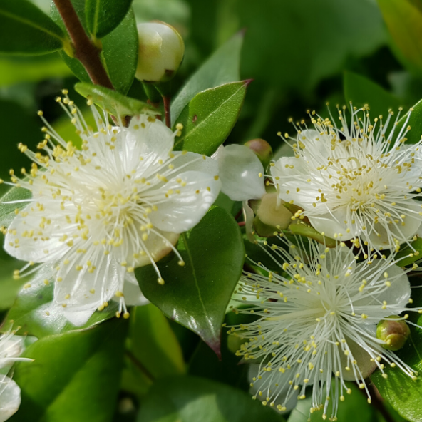 Mersin Fidanı Murt 80 cm Myrtle Myrtus Communis - 2