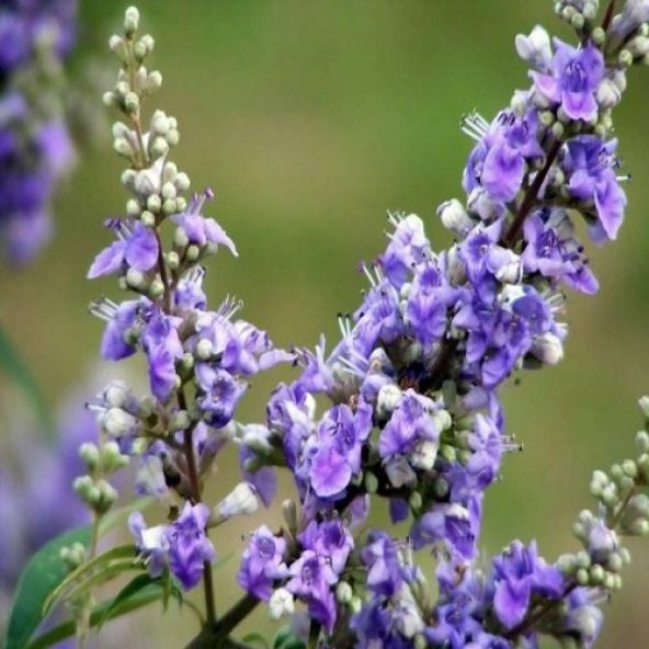 Hayıt Ağacı Fidanı 60 cm Vitex Agnus Castus - 2