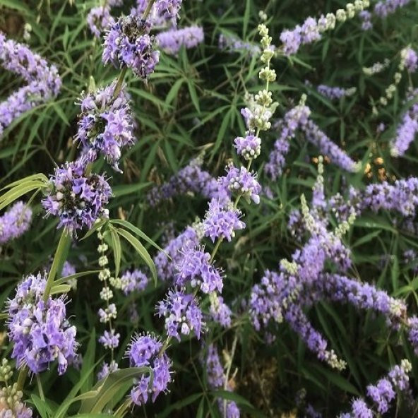 Hayıt Ağacı Fidanı 60 cm Vitex Agnus Castus - 3