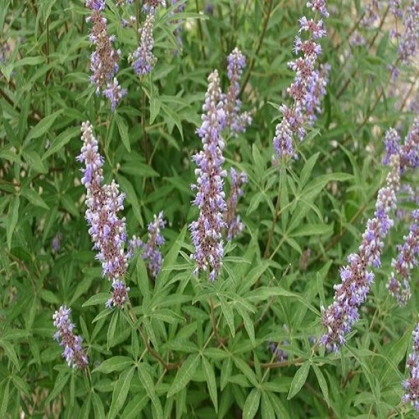 Hayıt Ağacı Fidanı 60 cm Vitex Agnus Castus - 5