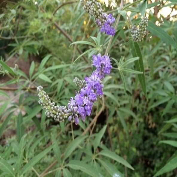 Hayıt Ağacı Fidanı 60 cm Vitex Agnus Castus - 6