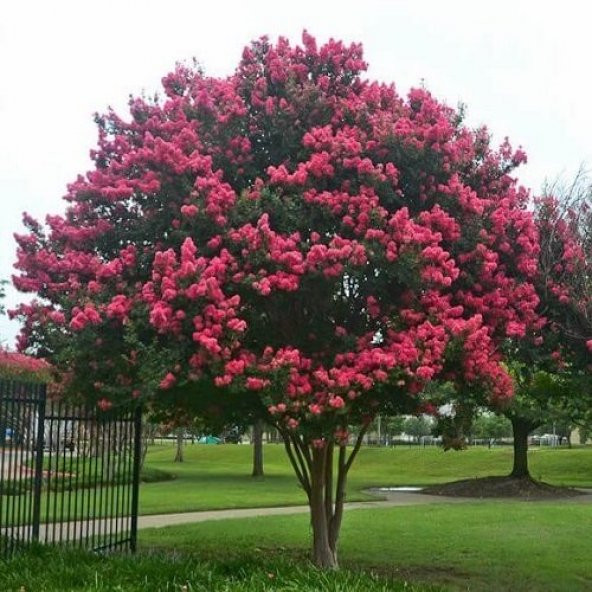 Kırmızı Oya Ağacı Fidanı 50 cm Lagerstroemia İndica - 2
