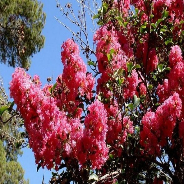 Kırmızı Oya Ağacı Fidanı 50 cm Lagerstroemia İndica - 3