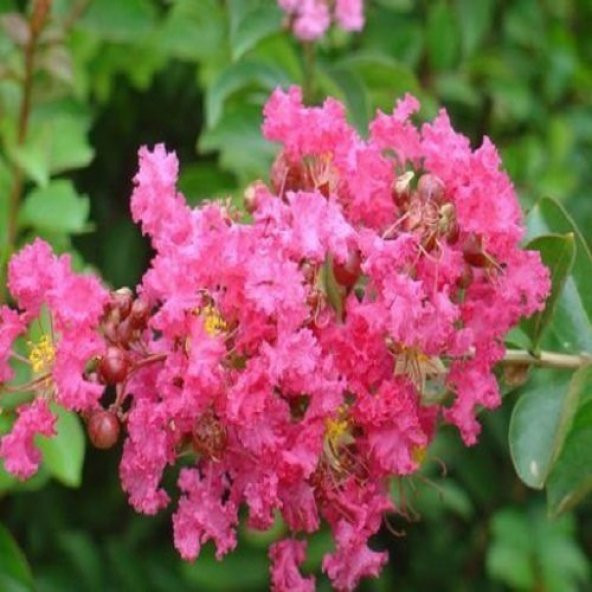 Kırmızı Oya Ağacı Fidanı 50 cm Lagerstroemia İndica - 4