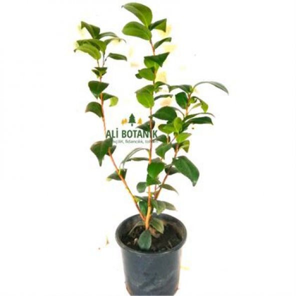 Kamelya Çiçeği Fidanı 40 cm - 3